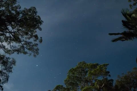 Stars between moonlight trees Stock Photos