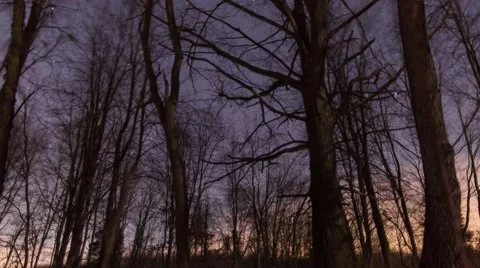 Stars Churning at Night with Tree 库存影片 46253750