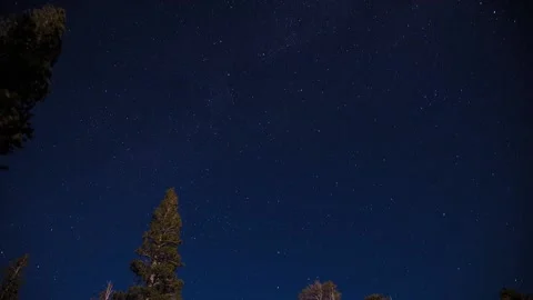 Stars Circling the Trees Stock Footage 168835577