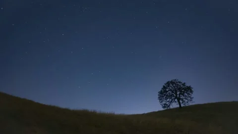 Stars moving over lone tree / 4K Timelapse Stock Footage 133540488