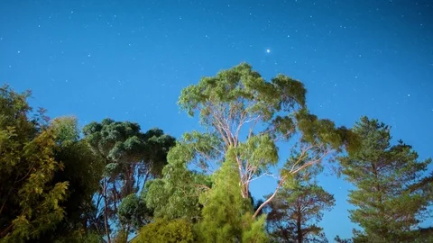 Stars moving over tree at night Stock Footage 76101547