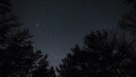 Stars Moving Over Trees in the Night Sky. Stock Footage