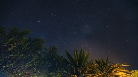 Stars over forest trees Video stock 126729814