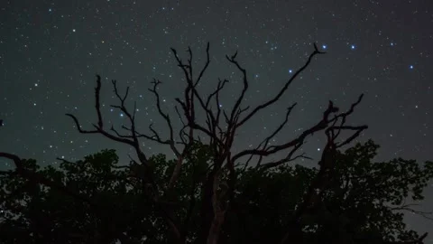 Stars over old tree Video stock 309419523