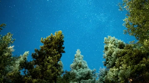Stars over a pine tree canopy Stock Footage 154810107