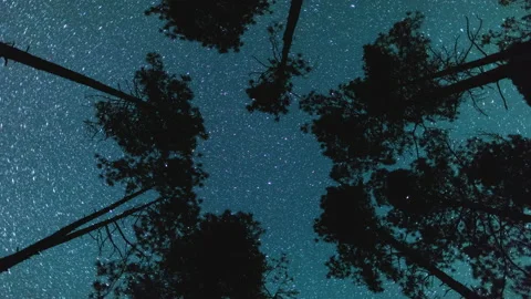 Stars over a pine tree canopy Stock Footage 154918939