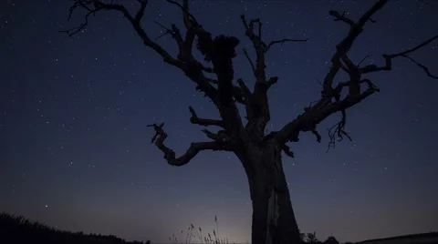 Stars over Tree Time Lapse Stock Footage 52671227