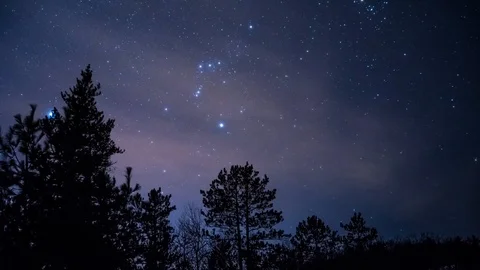 Stars over trees Stock Footage 100138253