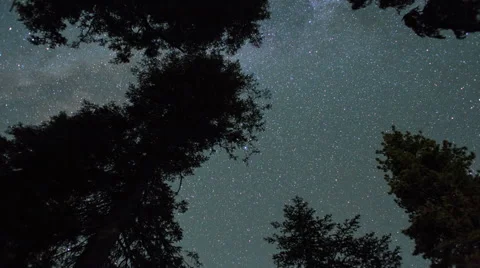 Stars Pass Over Trees Forest - Night to Sunrise Stock Footage 40961817