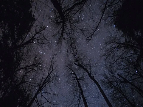 Stars through Bare Trees Stock Footage 80161960