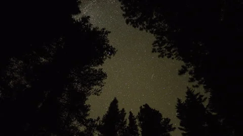 Stars through pine trees - UHD Prores Stock Footage 253500413