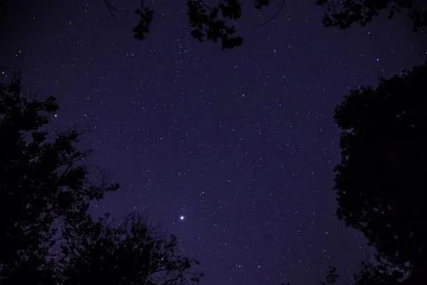 Stars through the trees Stock Photos