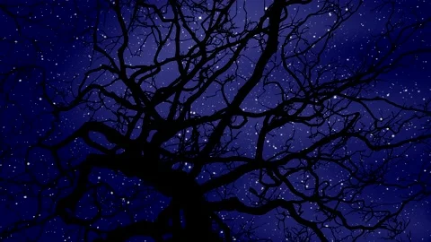 Stars in time lapse at night - black silhouette of trees - motion sky background Stock Footage 150559863