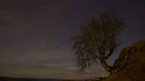 Stars timelapse with tree Stock Footage 21894560