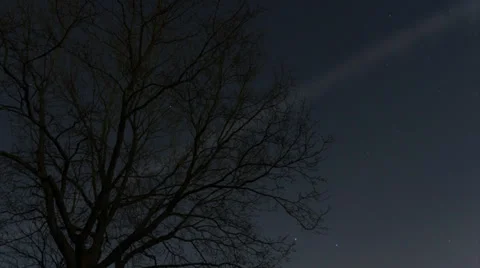 Stars Timelapse with Tree Stock Footage 36384213
