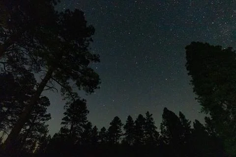 Stars in the trees Stock Photos