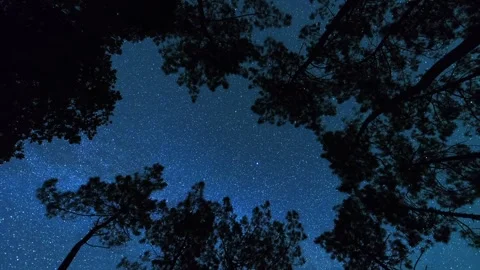 Stars &amp; Trees Time-lapse Stock Footage 273089196