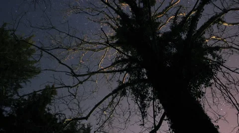 Stars Under a Spooky Tree Stock Footage 43910051