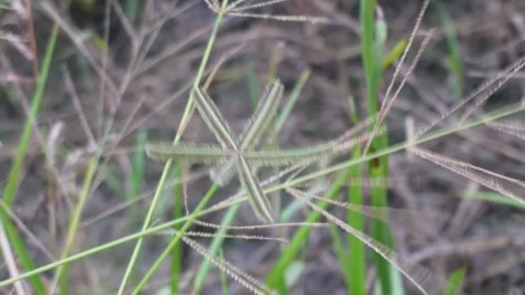 Starshaped wild grass macro in green field Stock Footage 329402489
