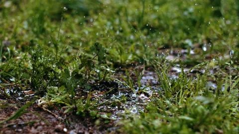 Start and end of rain on grass. Video stock 161468851