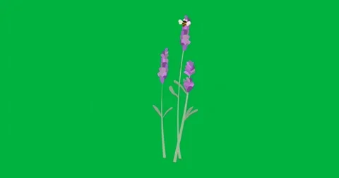 At start bee perching on lavender sparking aura pulsing and transparent canvas Stock Footage 317283709