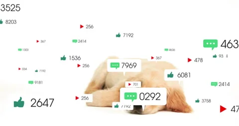 At start comment bubble appearing above golden retriever puppy initiating Stock Footage 314094918