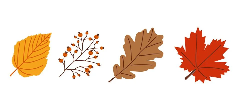 Start of fall. Cozy autumn element. Maple, oak, birch leaves and berries on a 스톡 일러스트