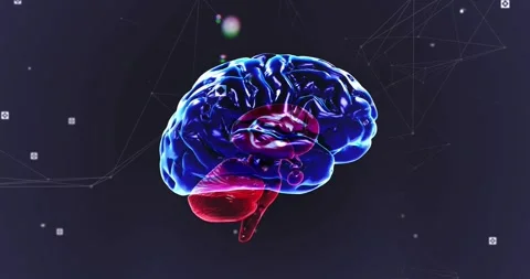 On start, glowing 3D brain model rotating leftward, revealing brain structures Stock Footage 328710076