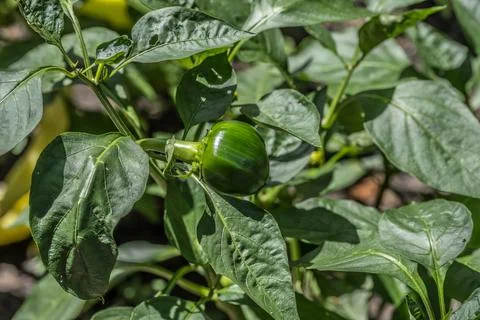 Start of a green pepper growing Stock Photos