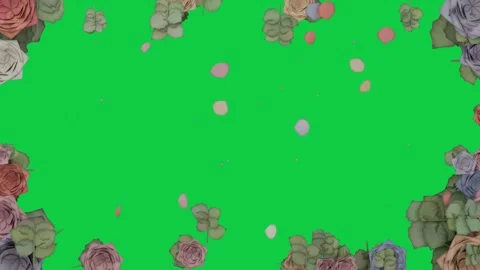On start pastel petals falling turning past bottom roses framing content behind Stock Footage 339724836