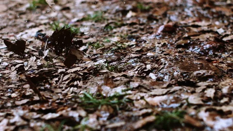  Start of rain on dry leaves Stock Footage 161468886