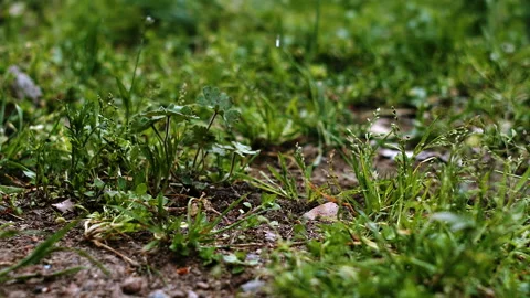 Start of rain on grass. Stock Footage 161469057