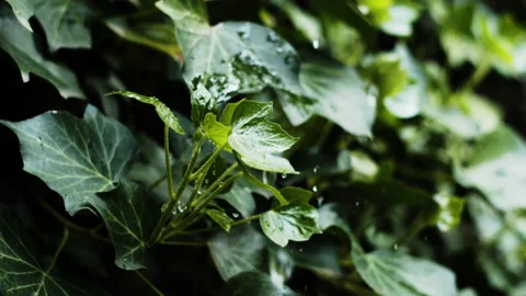  Start of rain on ivy Stock Footage 161469067