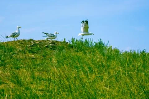 Start the seagulls Stock Photos