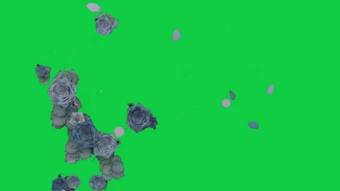 On start teal rose bunch shedding petals, drifting right and turning, showing Stock Footage 339724861