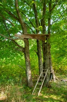 The Start of a Tree House in a Forest Foto stock