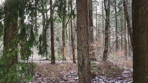Start of the winter with a little bit snow in the forest Stock Footage 219411428