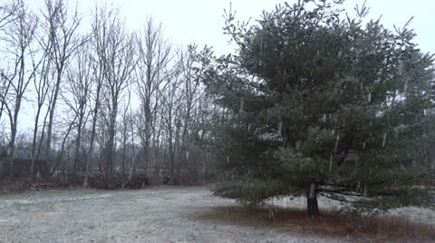 Start of Winter - Pine Tree Vidéo 22606105