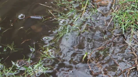 Started to rain in forest Video stock 61436751