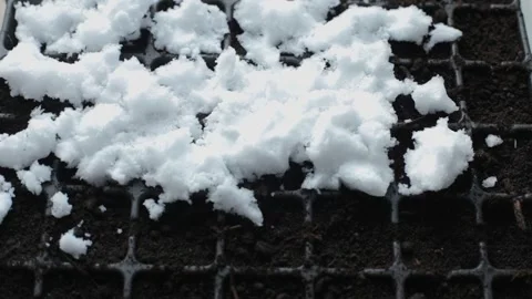 Startification for better seed germination. Female hands scatter white snow into Video stock 265402305