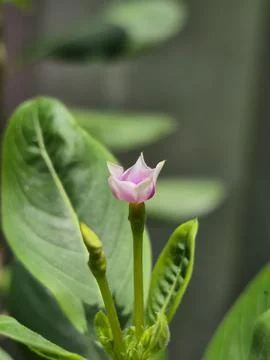 Starting to bloom Stock Photos