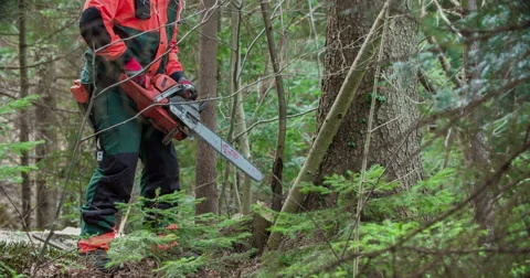 Starting a chainsaw and cutting down smaller trees Stock Footage 62254281