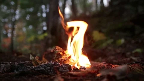 Starting a Fire with a Lighter and Birch Bark Stock Footage
