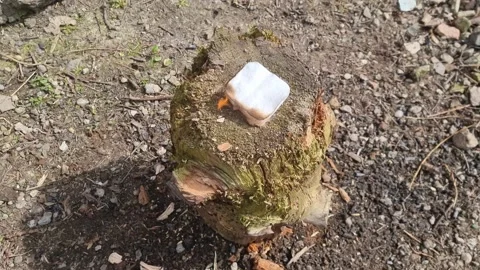 Starting a Fire Using a Lighter With Cotton Wool on Top of a Log Stock Footage 185991105
