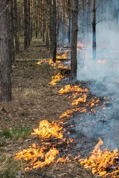Starting of forest fire Stock Photos