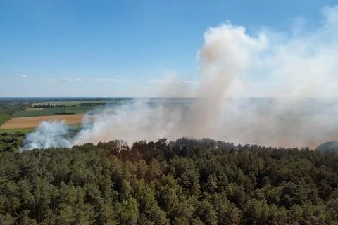 Starting forest fire Stock Photos