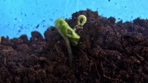 Starting with a tiny seed in the earth the footage reveals germination of okra Stock Footage 343878327