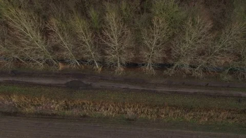 Starting with a topview of a line of empty trees without leaves Stock Footage 142751043