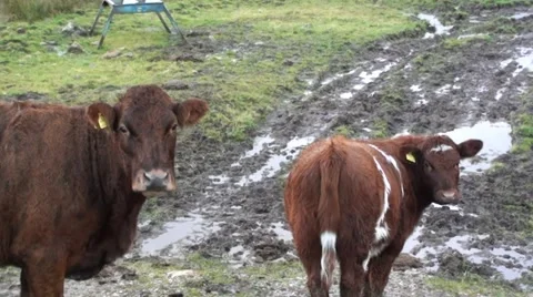 Startled Calf and Mom Stock Footage 44334781