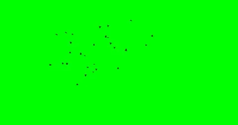 Startled Crows Stock Footage 85900176